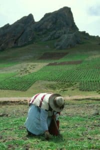 Herbs America Maca Farming in Peru