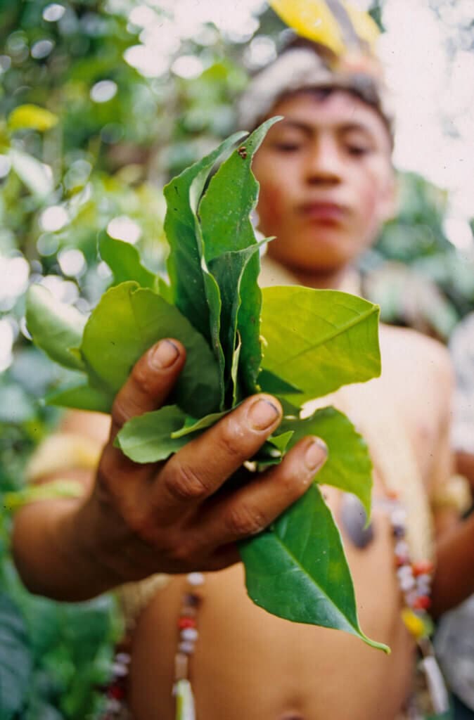 Wholesale Herbs America, Inc.