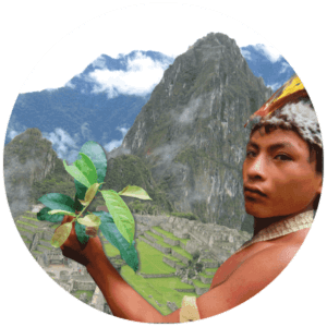 Young Boy with Fresh Quat Tea