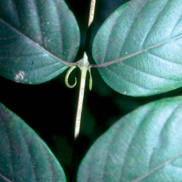 Botanical Encyclopedia Herbs America, Inc.