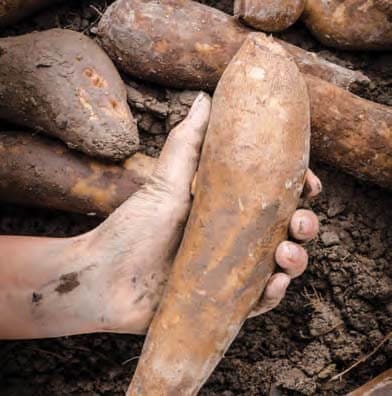 Yacón  Local Tuber From Peru